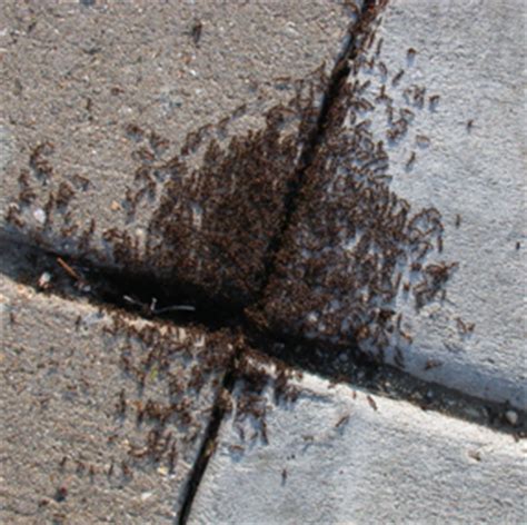 Pavement Ants – Wisconsin Horticulture