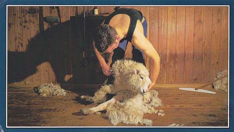 Postcard A La Carte: New Zealand - Sheep Shearing