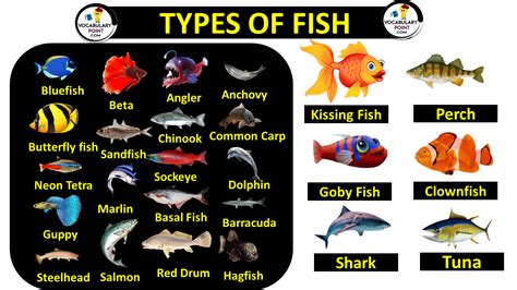 Types Of Fishes In Aquarium With Pictures