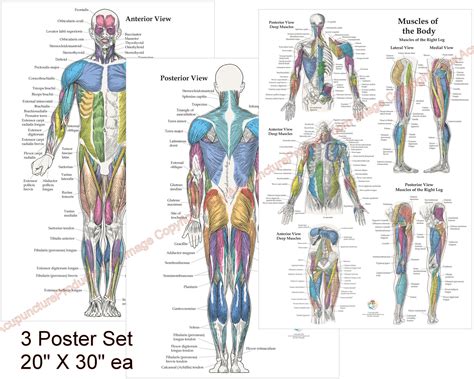 The Muscular System Anatomy Poster Anterior And Posterior Clinical ...