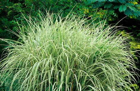 8 Best Ornamental Grasses to Add Privacy to the Garden