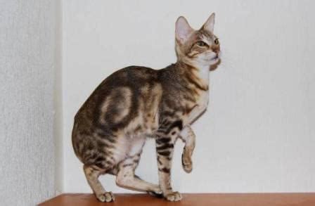 Sokoke - Cat Breed Profile and Facts