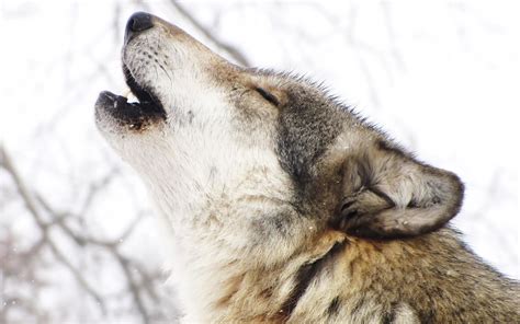 Wolves Howling Wallpaper (68+ images)