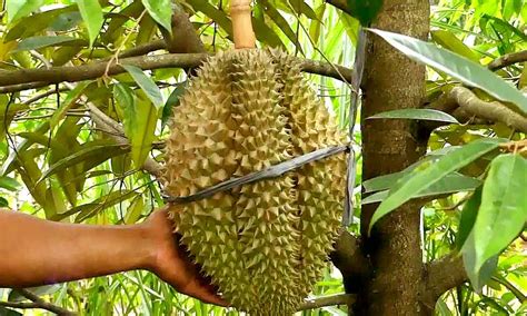 Pemupukan Durian Montong, Membantu Hasilkan Panen Maksimal