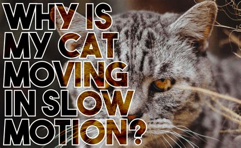 Why Is My Cat Moving in Slow Motion? - CatWiki