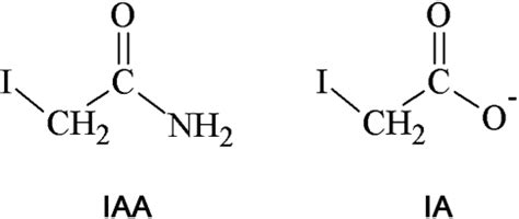 Structural formulas of iodoacetamide (IAA) and iodoacetate (IA ...