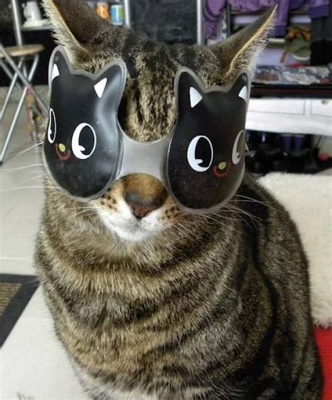 Ten Cats With Funny Eyes That Will Turn Any Frown Upside Down