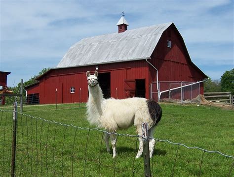 Llama | Found this llama farm while out one day Beautiful an… | Flickr