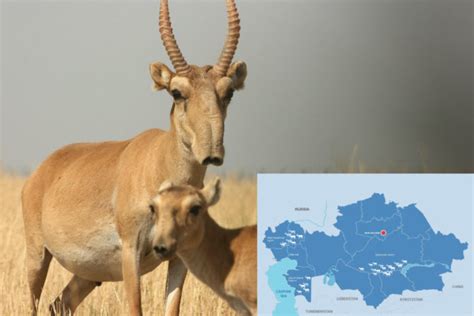 Kazakhstan Commits Greater Effort to Preserving Saiga Antelope ...