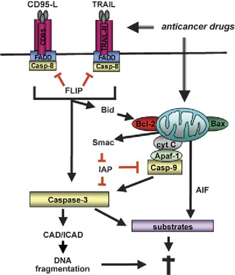 Extrinsic Apoptosis Pathway