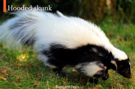 Can Skunks Climb Fences? How Skunks Get Into Fenced-Off Areas ...