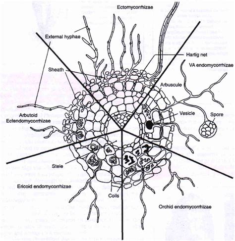 Rooting cuttings? Growing trees? You need to know about Mycorrhizae ...