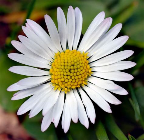 Daisy Flowers Information | Garden Guides