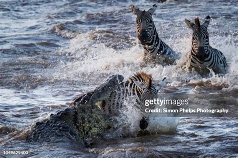 556 Crocodile Zebra Stock Photos, High-Res Pictures, and Images - Getty ...