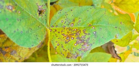 2,535 Bacterial plant diseases Images, Stock Photos & Vectors ...