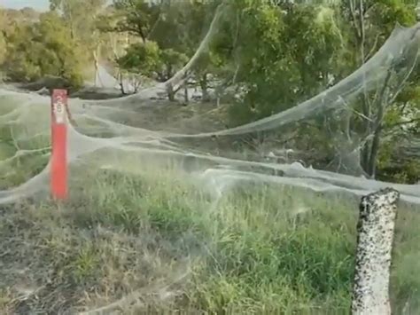 Spider web in Australia| Massive spider-webs blanket Australian towns ...