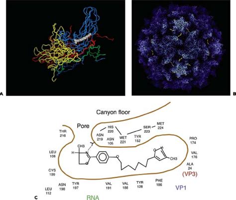 Picornaviridae: The Viruses and their Replication | Basicmedical Key