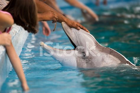 Feeding Dolphin Stock Photo | Royalty-Free | FreeImages