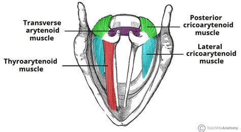 Muscles of the Larynx - Intrinsic - Extrinsic - TeachMeAnatomy