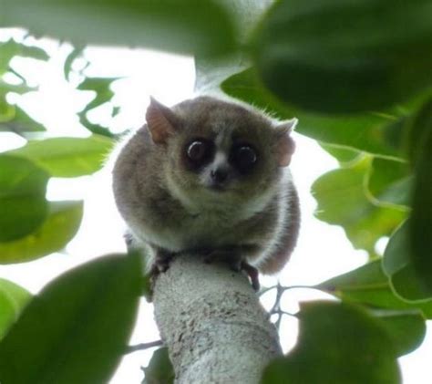 New Dwarf Galago Species Discovered In Angola - Barnorama