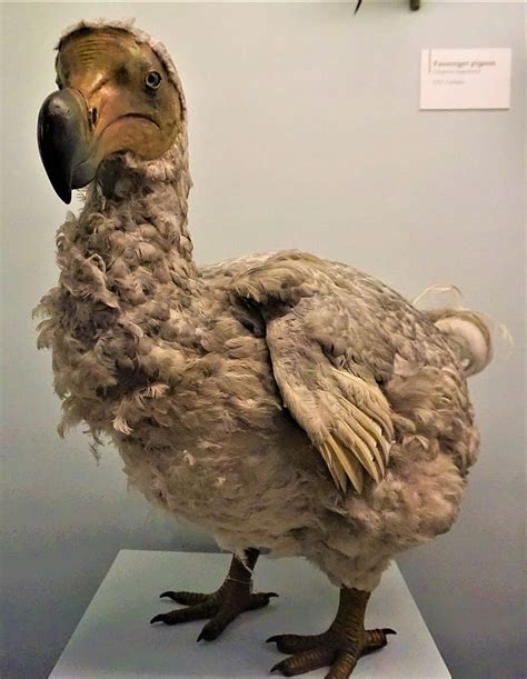 A Dodo Bird That Went Extinct 399 Years Ago | Melhores cães, Arlequina ...