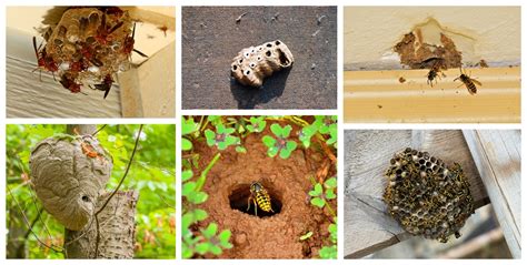 Wasp & Wasp Nest Identification - What Does a Wasp Look Like