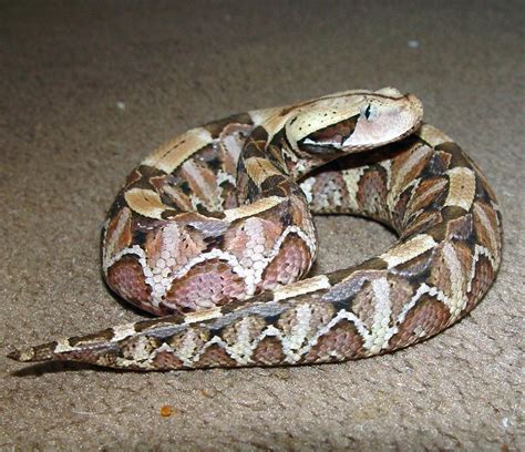 Gaboon viper | Gaboon viper, Venomous animals, Reptile snakes