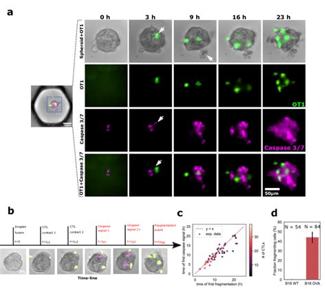 CTLs kill tumor cells within spheroids. a Representative sequence ...