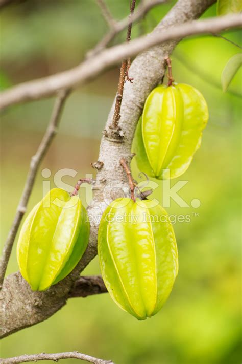 Carambola Tree Stock Photo | Royalty-Free | FreeImages