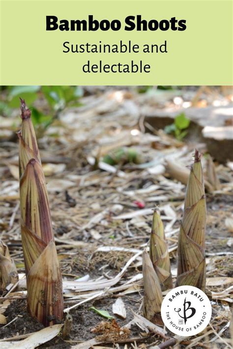 Bamboo Shoots: Edible, sustainable and nutritional﻿ | Bambu Batu ...