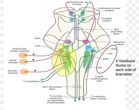 Medicine Vestibular Nerve Vestibular System Lateral Vestibular Nucleus ...