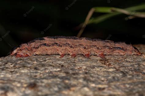 Premium Photo | Black witch moth caterpillar of the species ascalapha ...