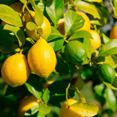 Lemon-Lime Citrus Trees for Sale– FastGrowingTrees.com