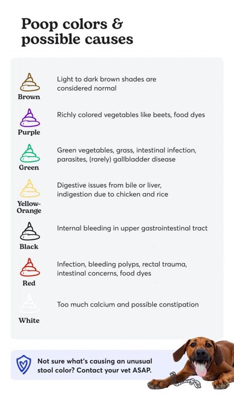 Dog Poop Chart: What Color Should Healthy or Unhealthy Poop Be?