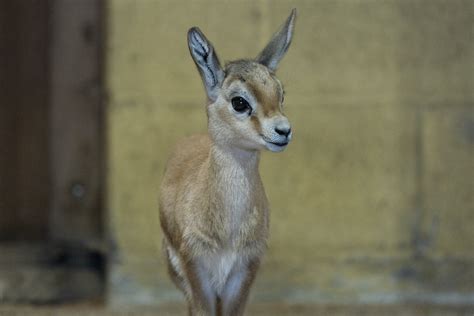 Meet our tiny Dorcas gazelle fawn! - Marwell Zoo