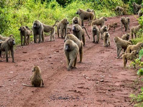 14 Baboon Facts - Fact Animal