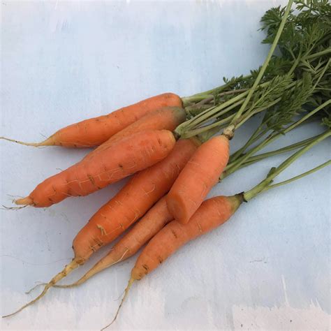 Danvers Carrot Seeds – Hudson Valley Seed Company