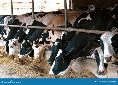 Cos Eating Silage from an Open Manger Stock Image - Image of ...