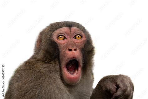 surprised monkey with big eyes isolated on white background Stock Photo ...