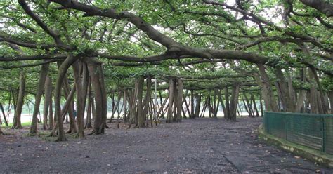 The great banyan tree of Howrah