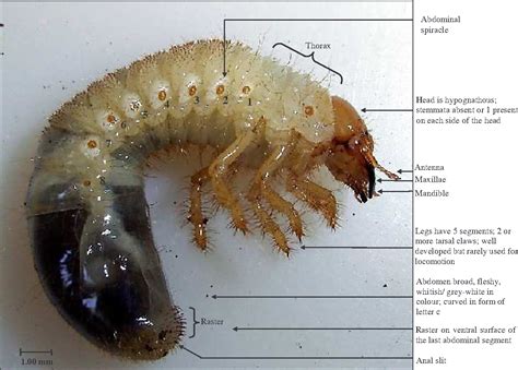 Figure 4 from Identification key to scarabaeid beetle larvae attacking ...