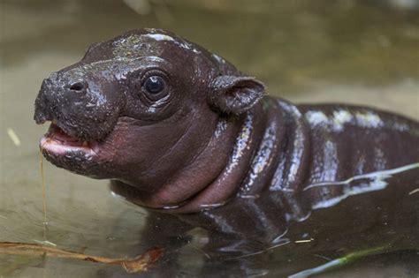 An endangered pygmy hippo was born at the San Diego Zoo, the first in ...