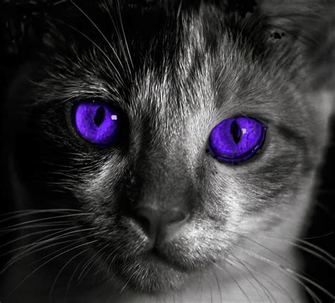 Purple Eyed Cat Art Print Photograph by Jacob Folger - Pixels