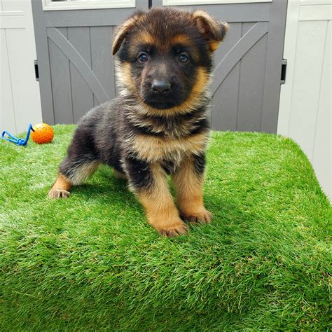 German Shepherd Puppies For Sale | Los Angeles, CA #291819