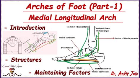 Arches Of Foot (Part-1)/Medial Longitudinal Arch/Anatomy -Structures ...