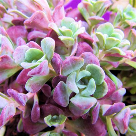 PURPLE – Succulent Plants UK