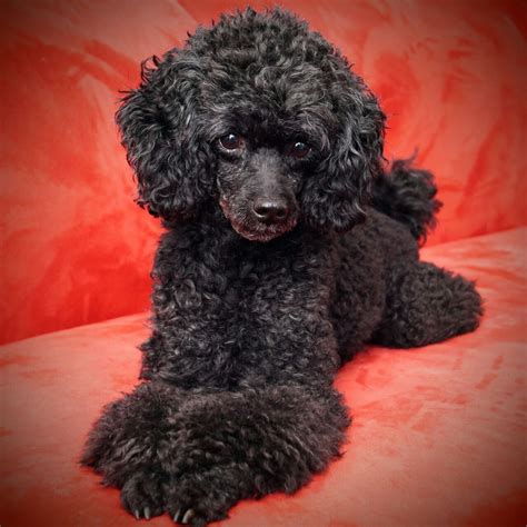 Black poodle | Poodle haircut, Toy poodle haircut, Minature poodle