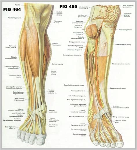 Calf Muscle Anatomy Image - Graph Diagram