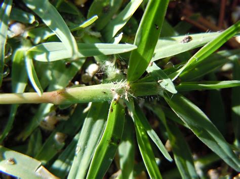 Grama bermuda é utilizada para campos esportivos e jardins