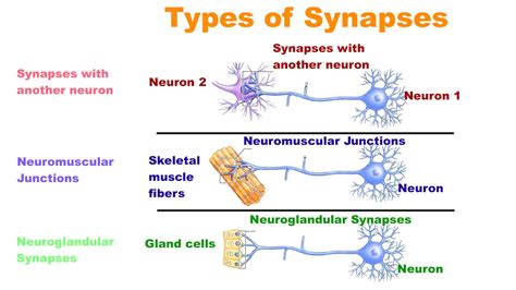 Axosomatic synapse isA. Synapse of axonB. The synapse of the cell bodyC ...